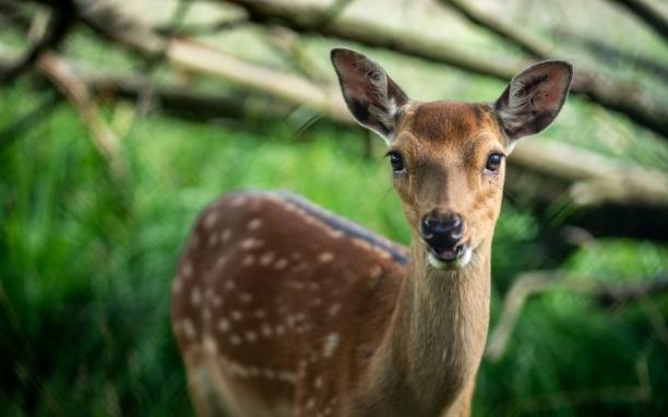 What are the potential risks and challenges in deer rescue operations?