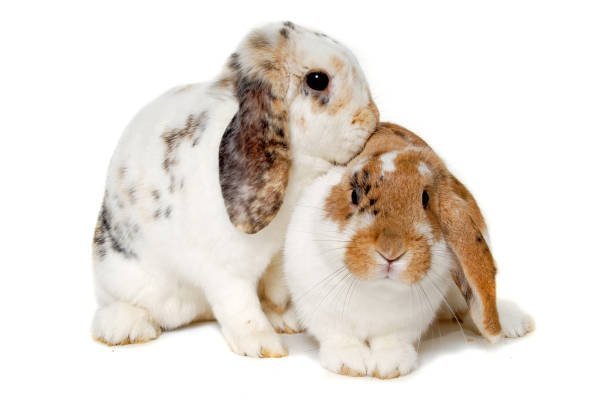 Can rescued rabbits be introduced to other pets in the household, and how should this be done to ensure their safety?