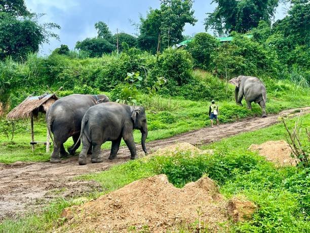 What role do local communities play in elephant rescue?