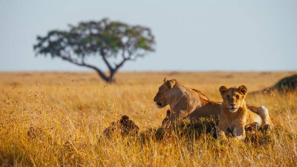 Why do lions end up needing rescue in the first place?